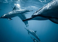 足球直播-西亚卡姆抛投准绝杀 步行者险胜凯尔特人迎三连胜